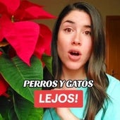 Una veterinaria explica qué pasa si tu mascota entra en contacto con la flor de Pascua: «Todo esto se debe a...»