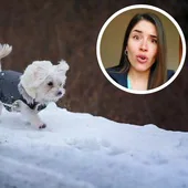 Una veterinaria explica si es necesario ponerle ropa a tu perro para protegerlo del frío: «Hay que echarle sentido común»