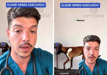 El aviso de un veterinario a quienes tienen perros: no utilices nunca este tipo de arnés con tu mascota