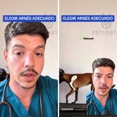 El aviso de un veterinario a quienes tienen perros: no utilices nunca este tipo de arnés con tu mascota