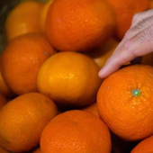 Un frutero explica cómo identificar si una mandarina está jugosa con tan solo tocarla