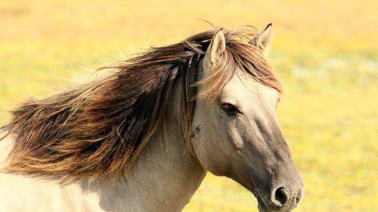 Cavalo