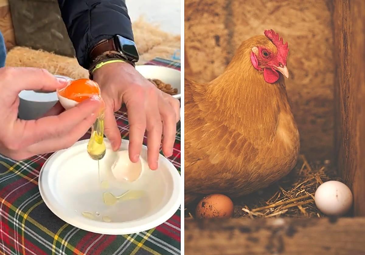 Esta es la mejor forma de comprobar que un huevo es de alta calidad: «Si no aguanta...»
