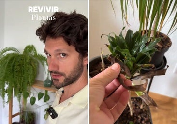 Un jardinero da las claves para recuperar las plantas de interior que se han puesto malas durante las vacaciones