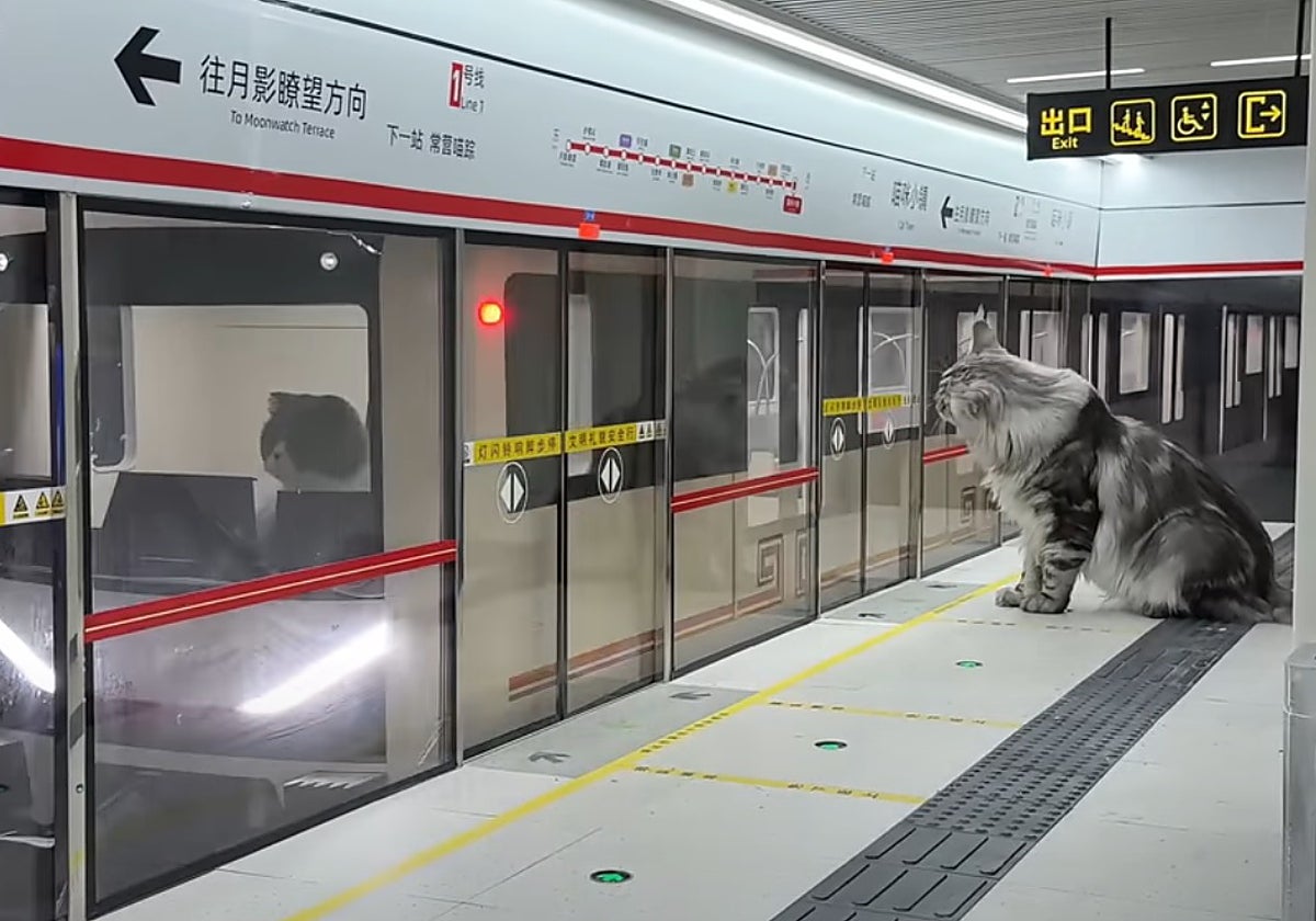 Así es la ciudad en miniatura que un youtuber diseñó para que sus gatos vivan como humanos