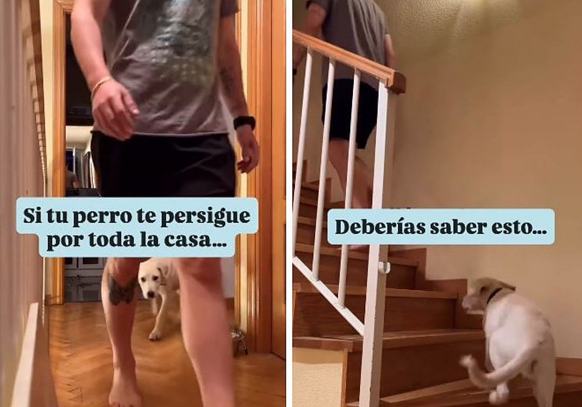 Federica Gassauer, educadora canina: «Si tu perro te persigue por toda la casa, trata de diferenciar si es un comportamiento normal»