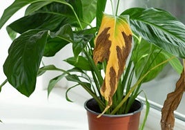 Un experto en plantas explica qué significa que las hojas se pongan amarillas y marrones: «Es por...»