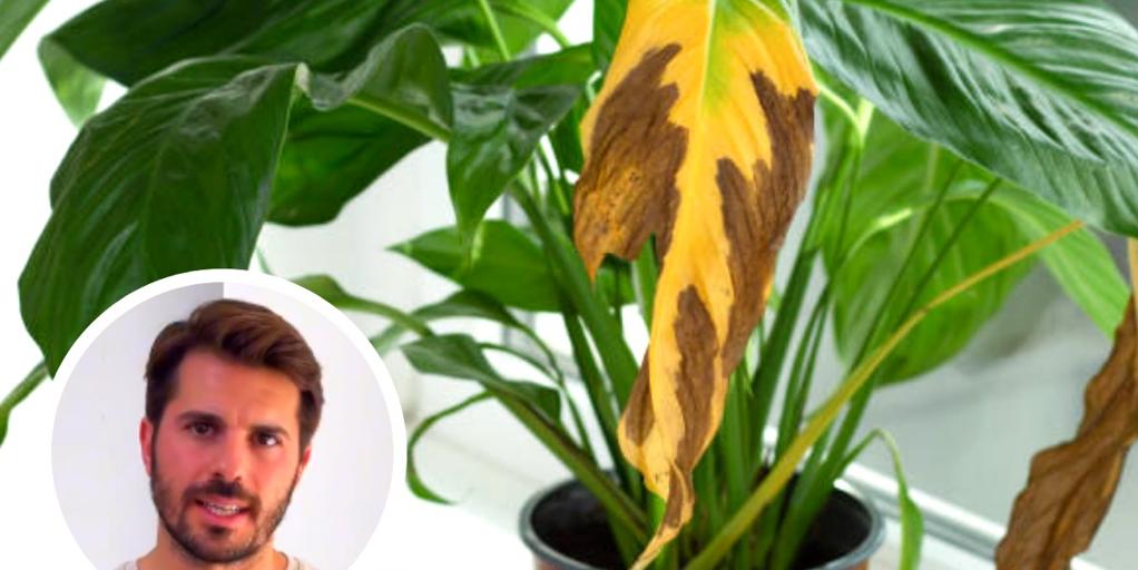 Un experto en plantas explica qué significa que las hojas se pongan amarillas y marrones: «Es por...»
