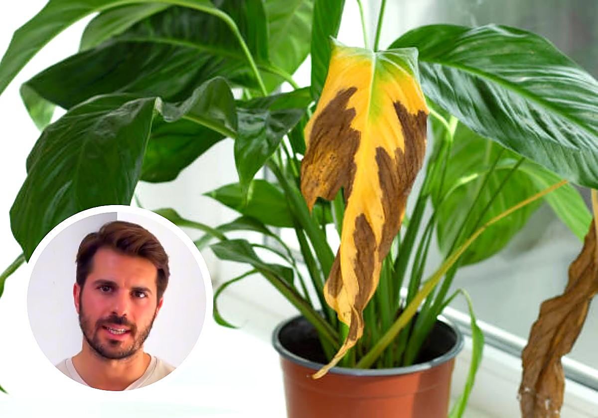 Un experto en plantas explica qué significa que las hojas se pongan amarillas y marrones: «Es por...»