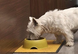 Baruch Correa, experto en perros, sobre si es bueno o malo que coman chocolate: «Muchas veces las personas se asustan demasiado»