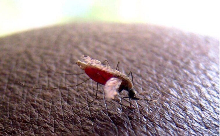 Oxford logra la primera vacuna  contra la malaria que consigue un 80% de eficacia