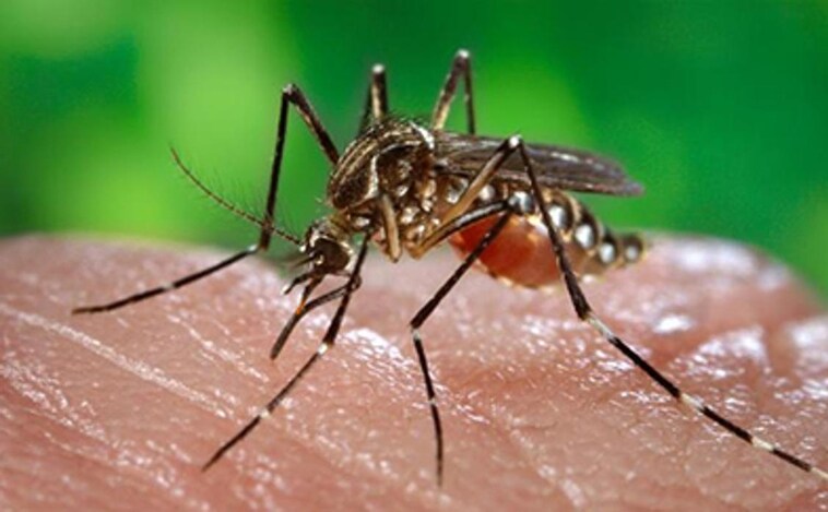 Este compuesto en la piel nos convierte en un imán para los mosquitos