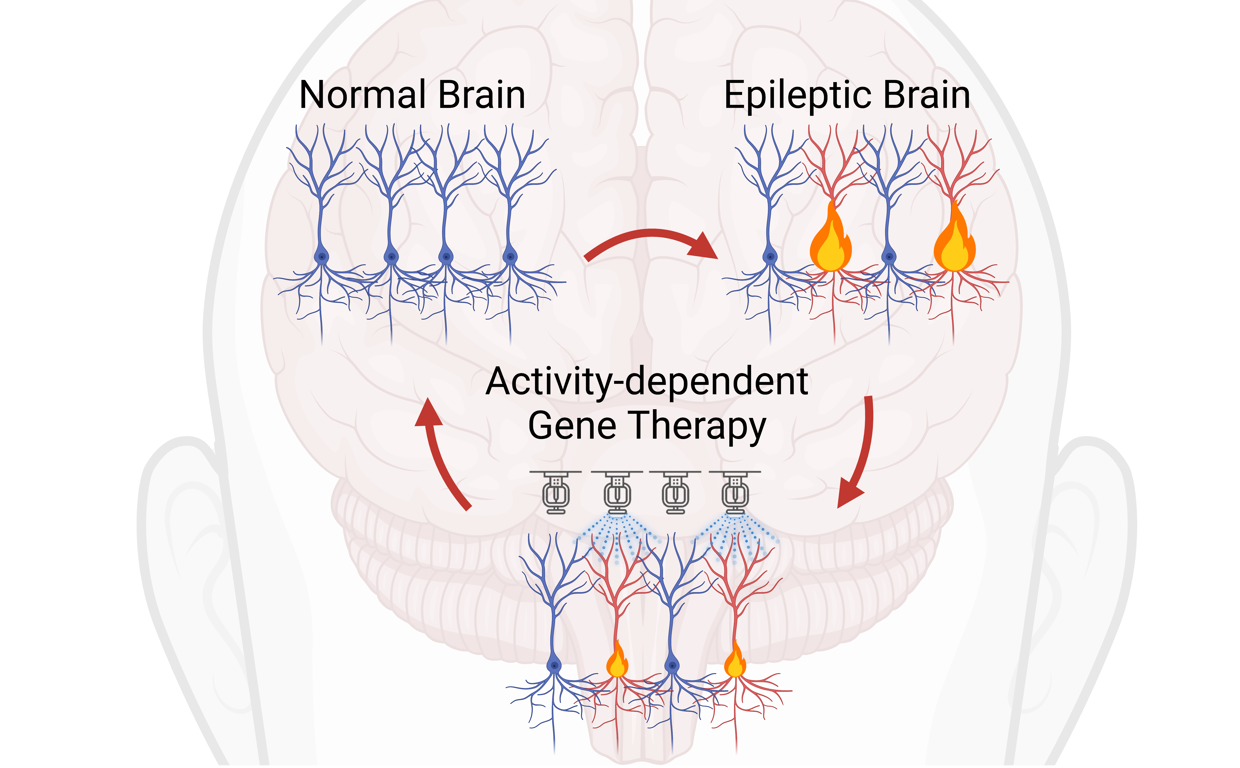 Una nueva terapia génica a la carta consigue tratar la epilepsia en ratones