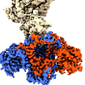 Imagen - Conocer la forma de estas proteínas, su estructura tridimensional, ayuda a entender cómo lo hacen
