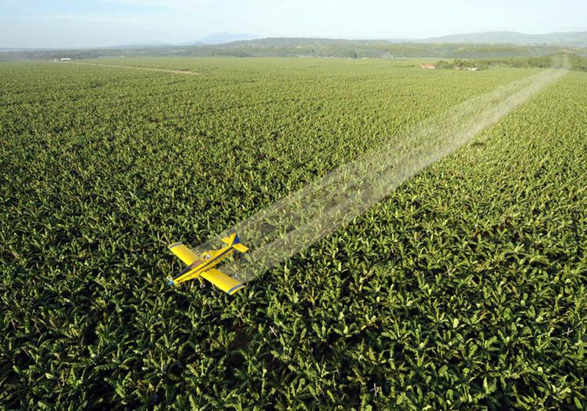 Fumigación en una plantación de plátanosa