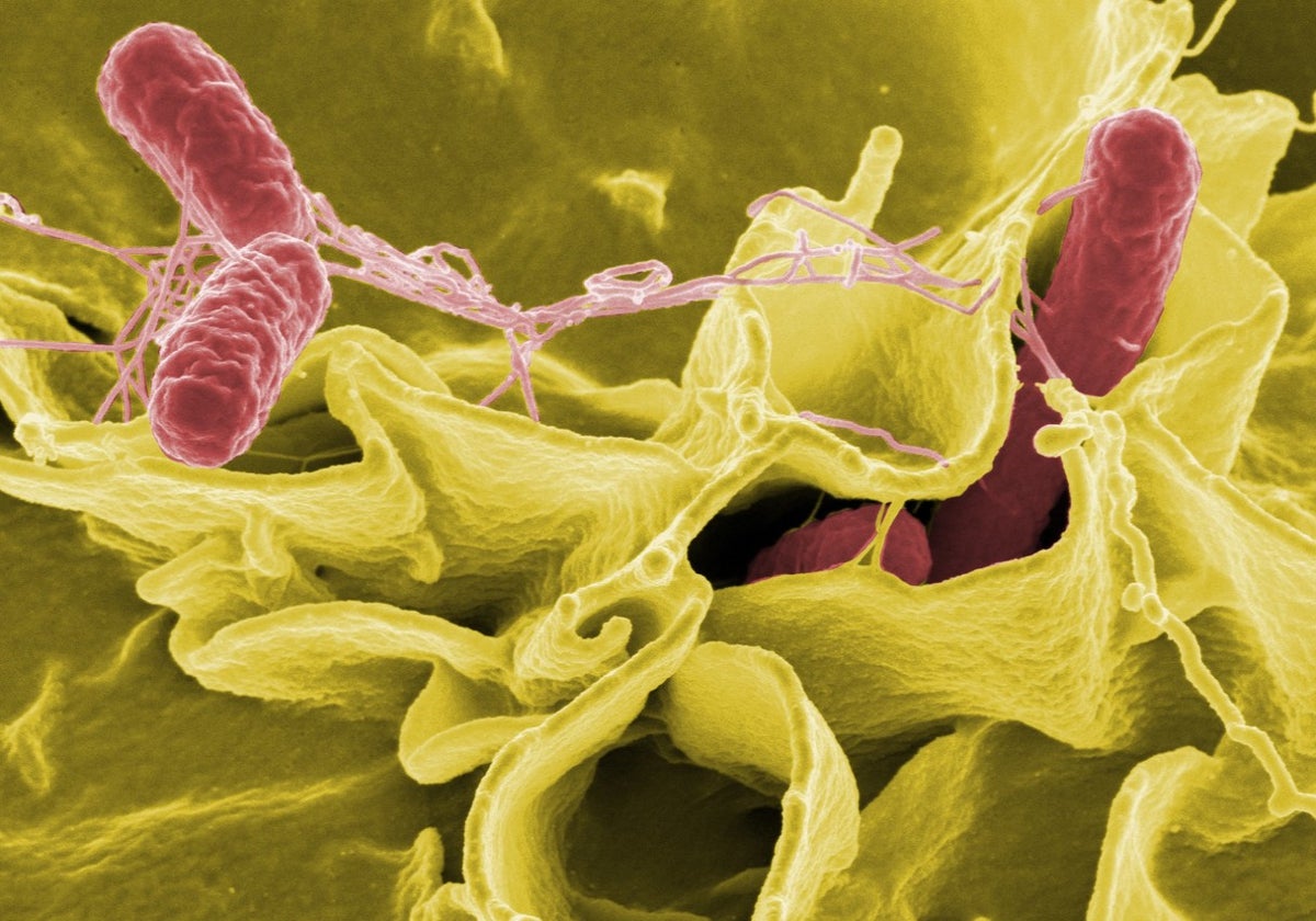Bacteria de la salmonella