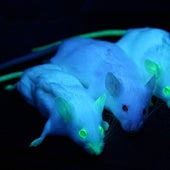 Avatares de ratón para tratar un cáncer de la sangre incurable