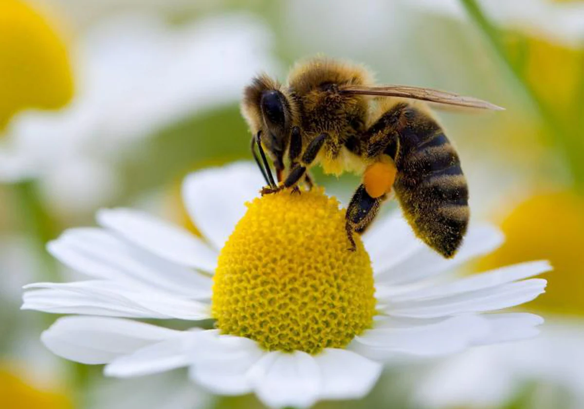 Detectan micotoxinas en polen de abeja para consumo humano en 28