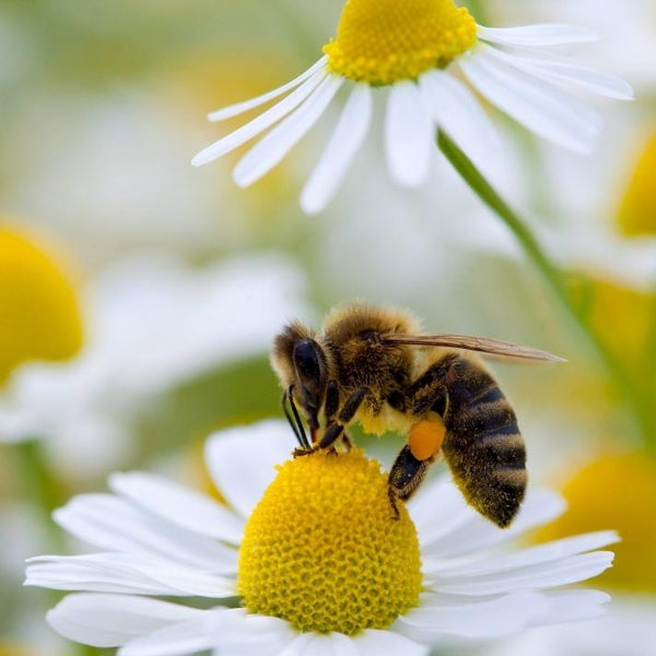 Detectan micotoxinas en polen de abeja para consumo humano en 28 países, entre ellos España