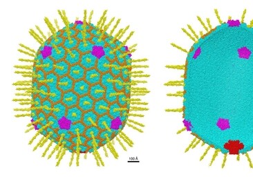 Características estructurales de la nanocapa de la cápside del bacteriófago T4 de 120 x 86 nm con una resolución casi atómica