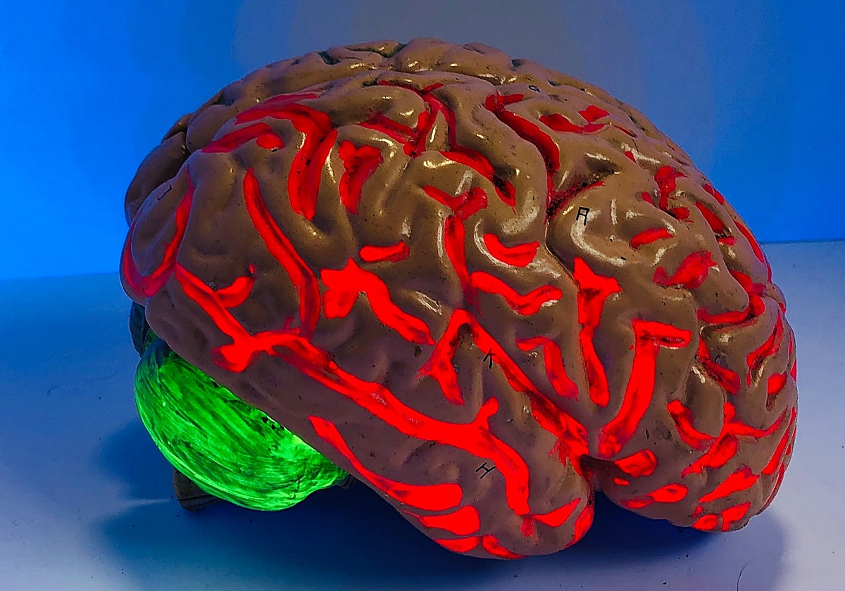 Representación en cerámica del cerebro humano