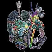 Revelan el atlas de las células en tejidos y órganos que permitirá anticiparse al desarrollo de enfermedades