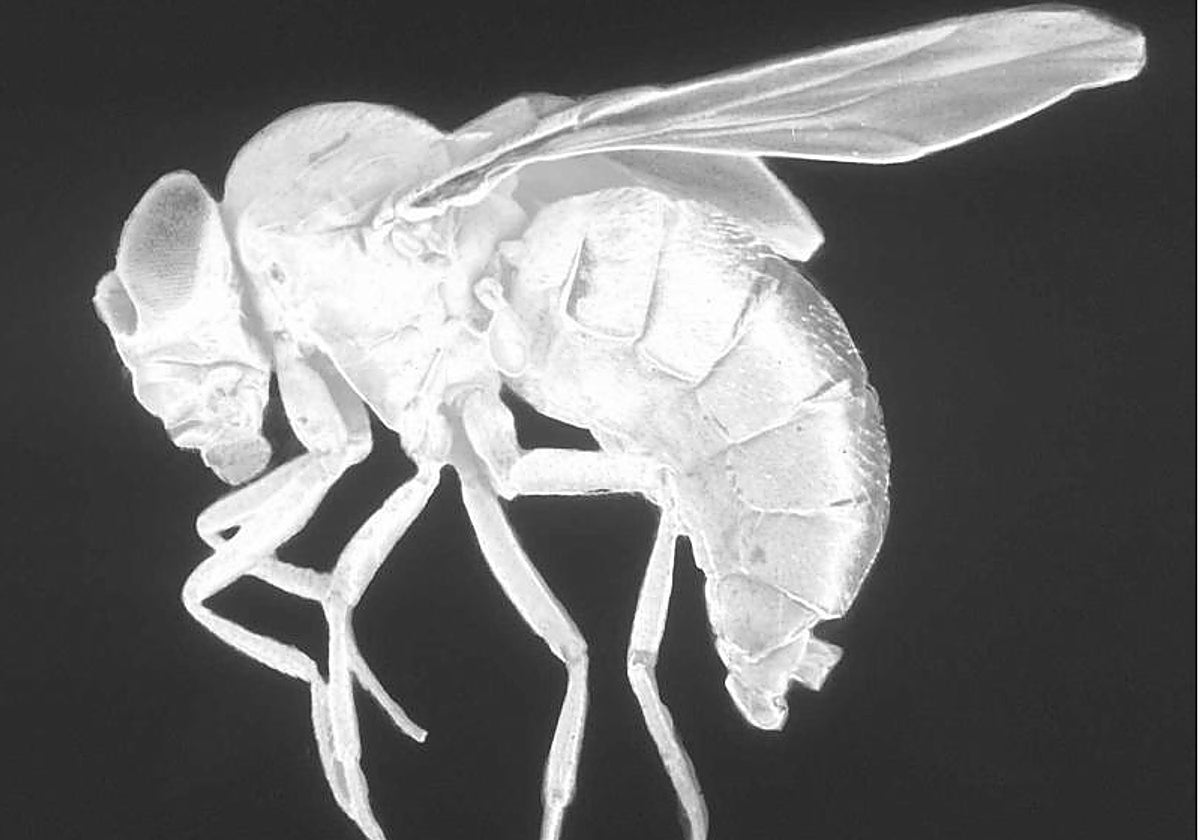 Una mosca de la fruta se ha posado en mi vino, ¿me lo puedo beber?