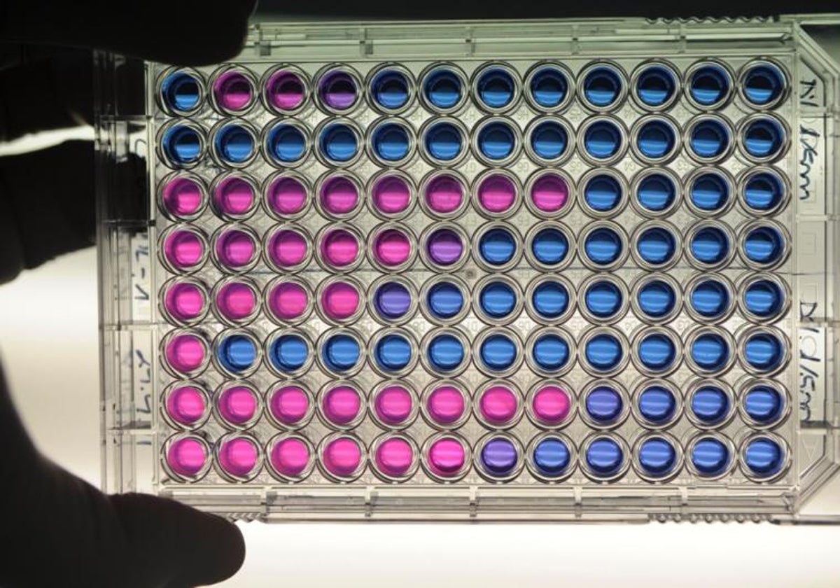 Descubren una terapia eficaz frente al cáncer de pulmón basada en la vacuna de la tuberculosis