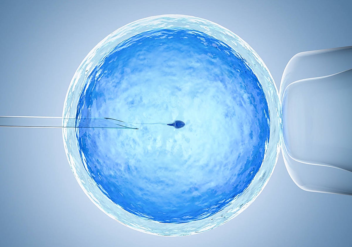 Espermidina, un suplemento antiedad que logra mejorar la fertilidad en ratones… y quizás también en mujeres