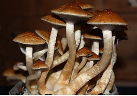 Esta sustancia alucinógena reduce los síntomas depresivos en cáncer