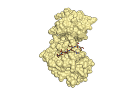 Descubren una nueva forma inactiva de una proteína clave en cáncer