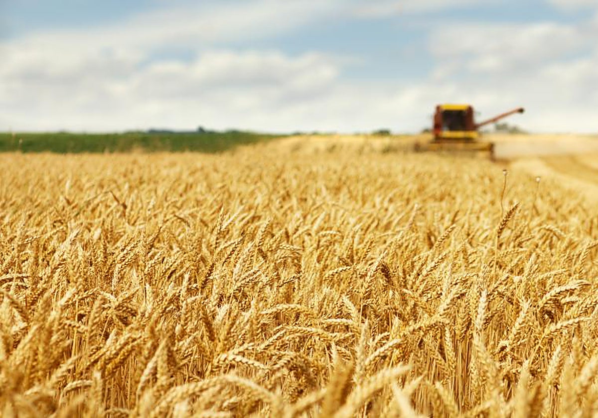 Las trigogliadinas tienen más de un siglo de genes diferentes que causan intolerancia al gluten