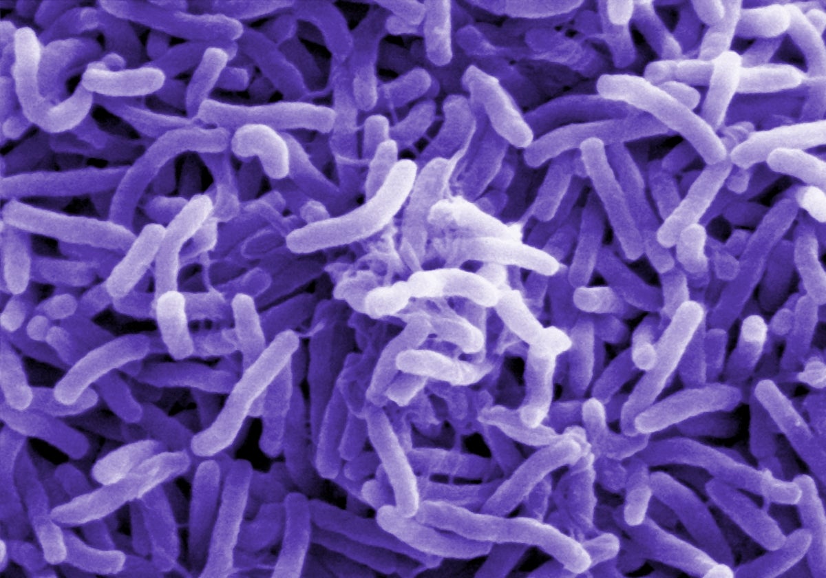 Bacterias