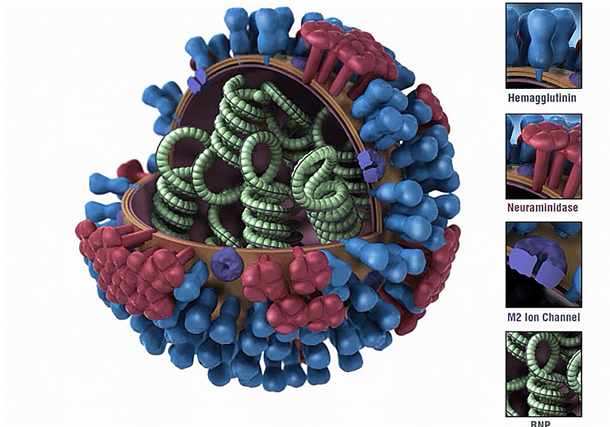 Diagrama esquemático del virus de la gripe, que muestra las proteínas de superficie hemaglutinina (azul) y neuraminidasa (roja), a las que se adhieren los anticuerpos durante una respuesta inmune