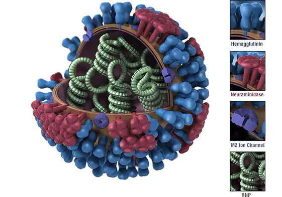Diagrama esquemático del virus de la gripe, que muestra las proteínas de superficie hemaglutinina (azul) y neuraminidasa (roja), a las que se adhieren los anticuerpos durante una respuesta inmune