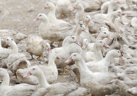 ¿Será la gripe aviar H5N1 la próxima pandemia humana?