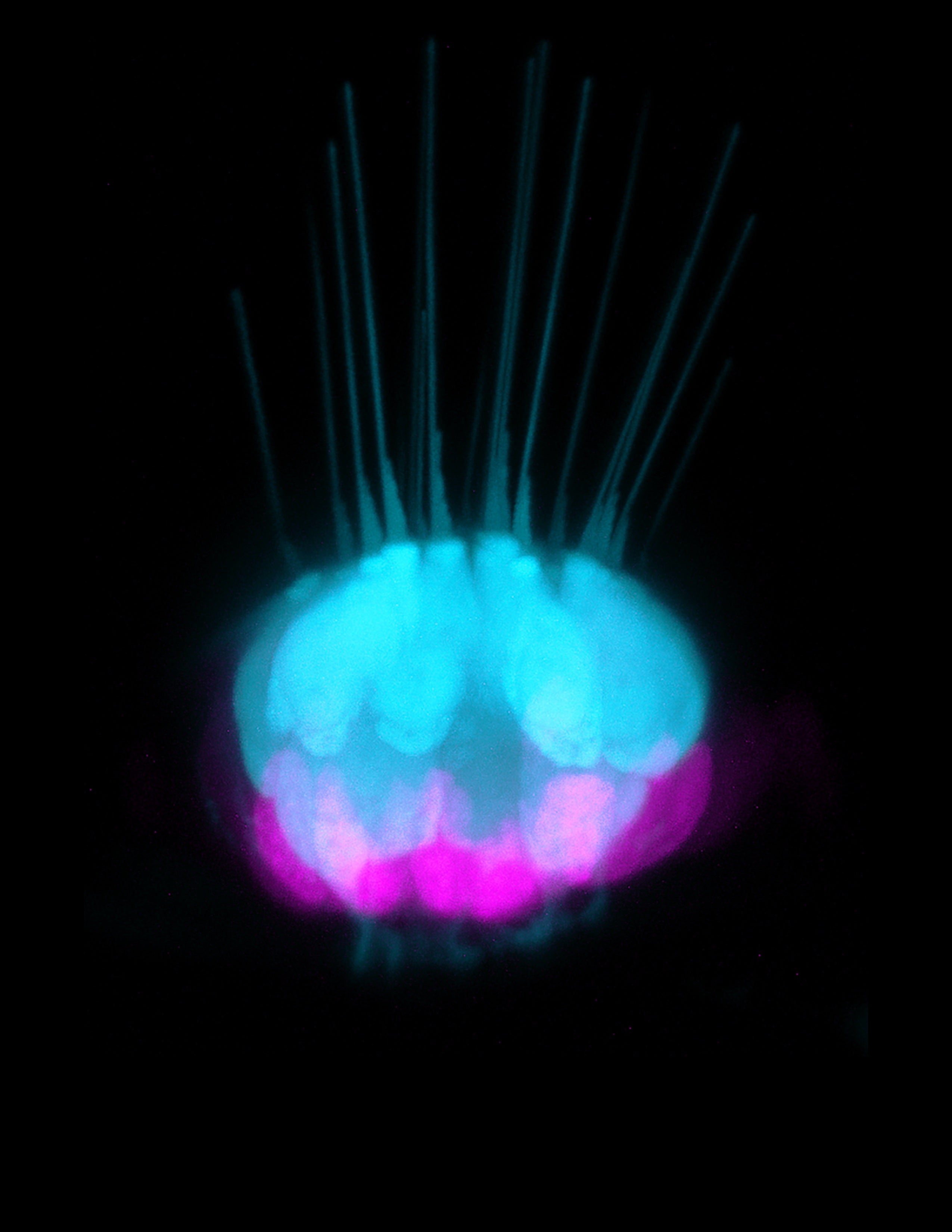 En el oído interno del pez cebra, un tipo de célula conocida como células de soporte (magenta) da lugar a nuevas células sensoriales auditivas (azul).