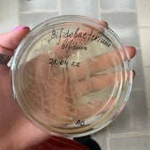 Cultivo de Bifidobacterium