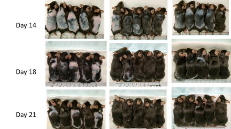 La combinación que nos permite soñar con la regeneración capilar: células madre y un 'chute' energizante