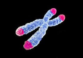 Imagen de un cromosoma con los telómeros de color rosa