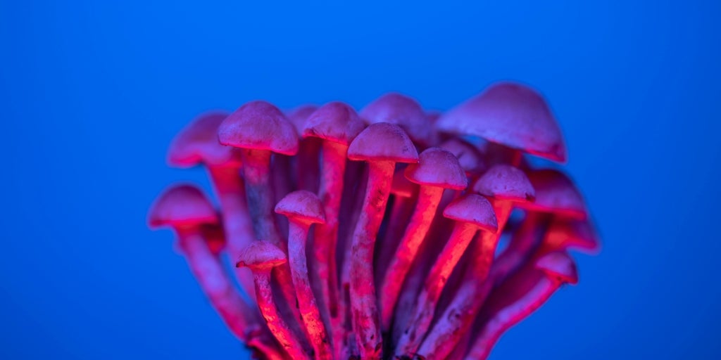 患者の研究は、うつ病における魔法の真菌の利点を示しています