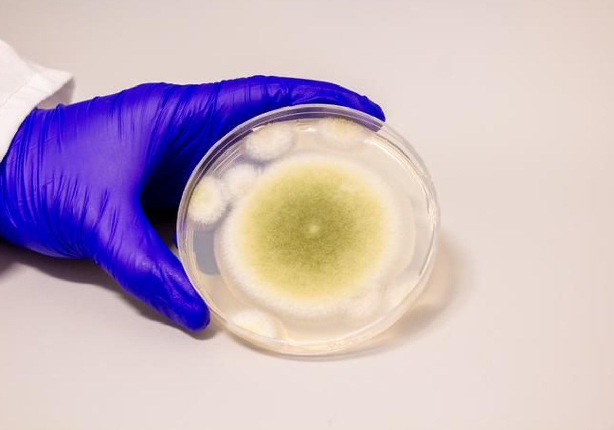 Una muestra de Aspergillus flavus cultivada en el Laboratorio Gao