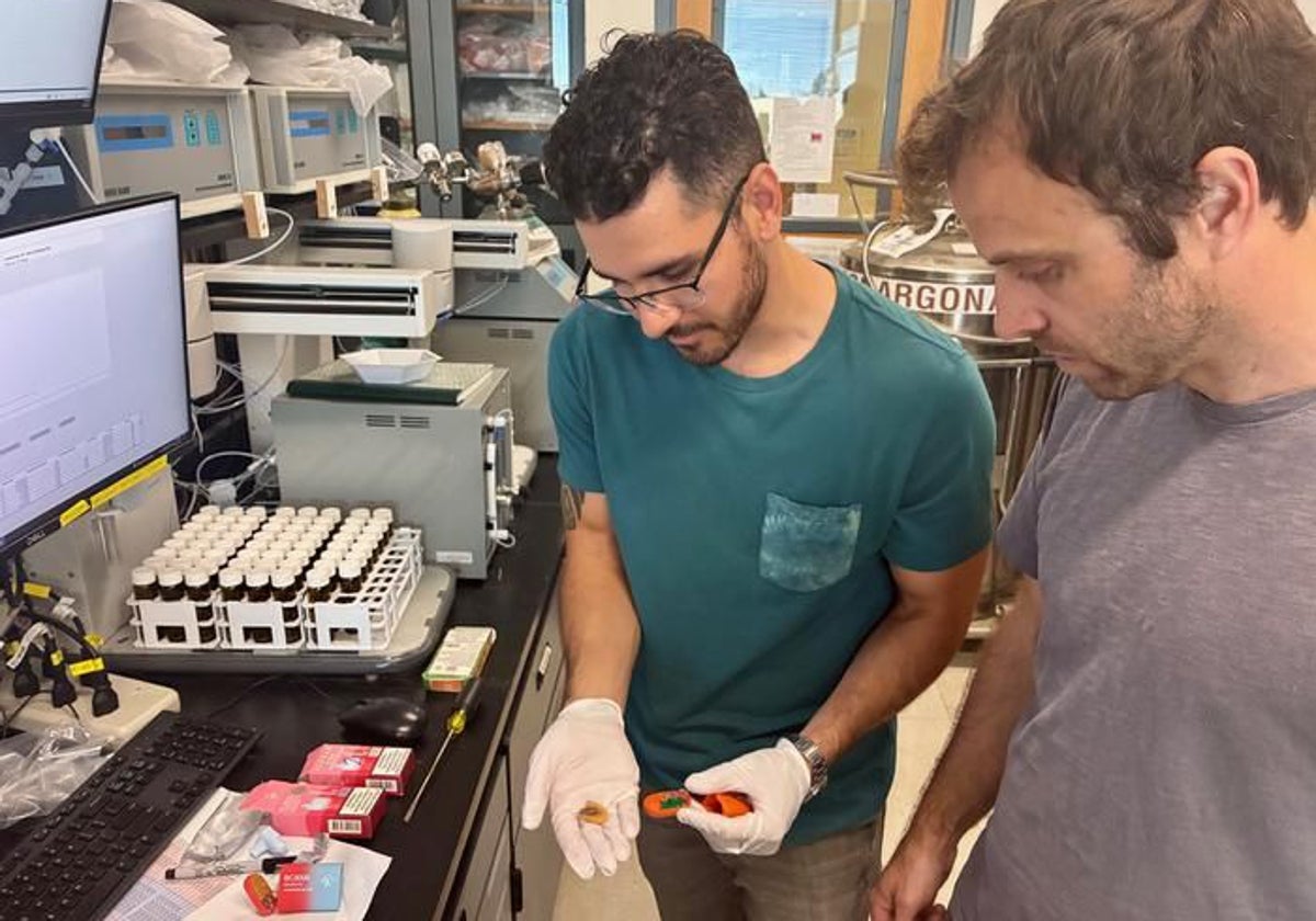 Mark Salazar, candidato a doctorado de UC Davis, a la izquierda, sostiene un cartucho de vaporizador desechable en el laboratorio con Brett Poulin, profesor asistente de toxicología ambiental de UC Davis