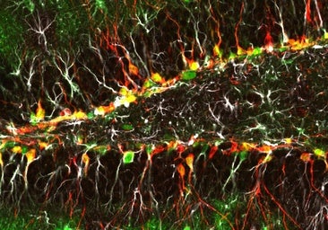 Neurogénesis o formación de nuevas neuronas