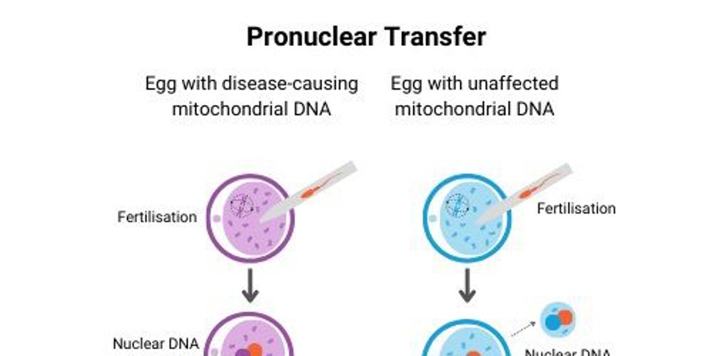 3人の親のDNAでミトコンドリア疾患のリスクを減らす先駆的な手法