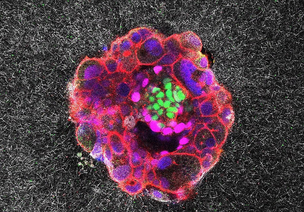 Vídeo de un embrión humano. La primera mitad muestra el proceso de compactación celular en el embrión. La segunda mitad muestra al embrión invadiendo la matriz