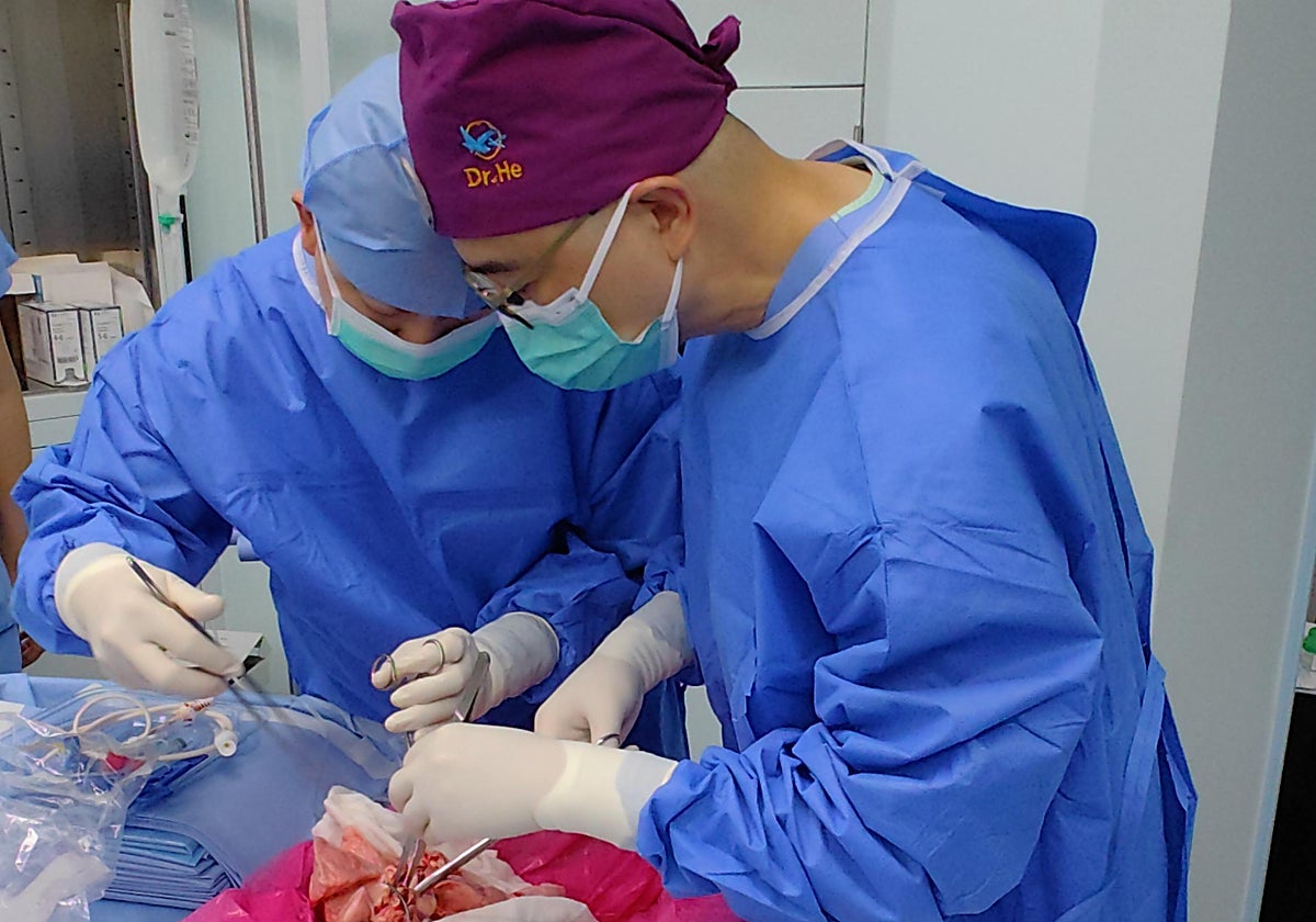 El doctor Jianxing He y su equipo durante la intervención para realizar el primer trasplante de pulmón de cerdo a humano