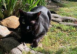 De gatos a humanos: nueva terapia en cáncer logra resultados prometedores