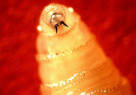 Detectan el primer caso en humanos en EE.UU. del gusano barrenador del Nuevo Mundo que se alimenta de tejido vivo