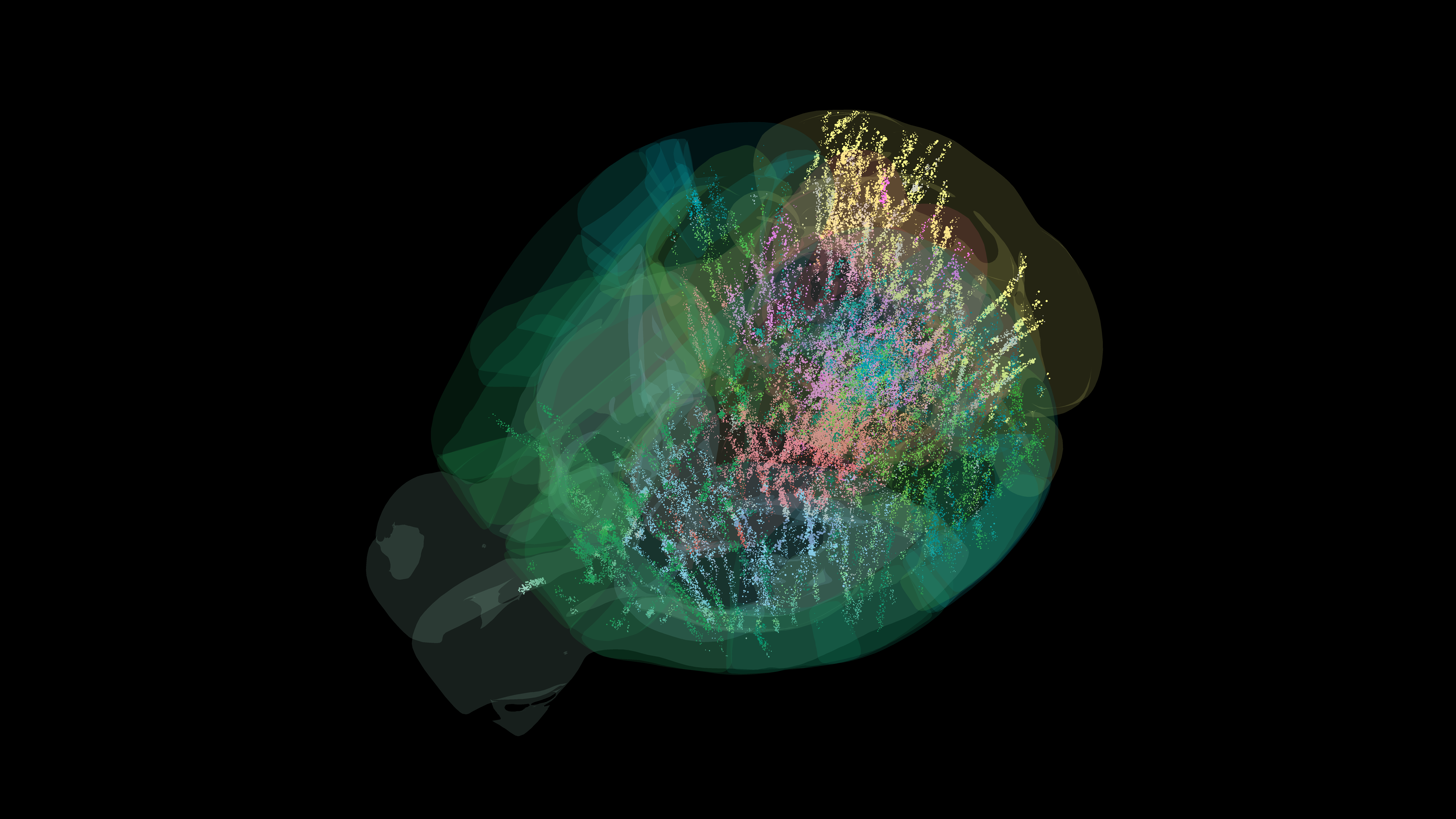 Visualización de 75.000 neuronas (puntos de colores) activas en el cerebro de un ratón adulto durante las diferentes etapas de una tarea de toma de decisiones.